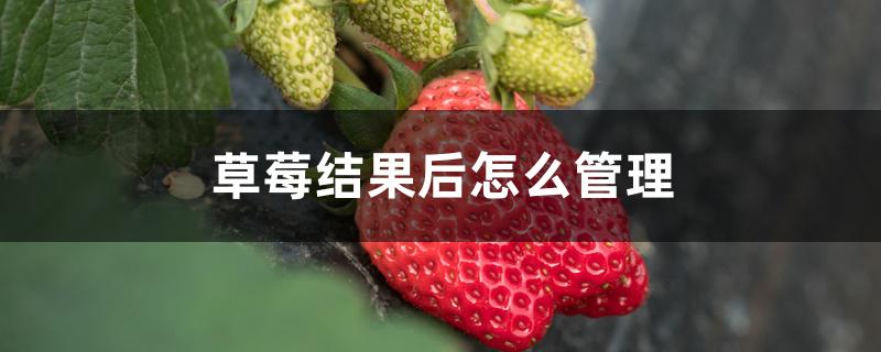 草莓结果后怎么管理 草莓结果后怎么管理