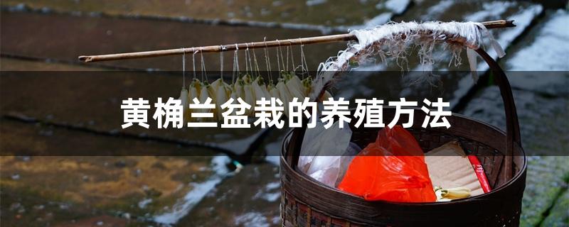 黄桷兰盆栽的养殖方法 黄桷兰盆栽的养殖方法