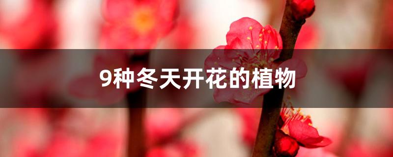 9种冬天开花的植物 9种冬天开花的植物