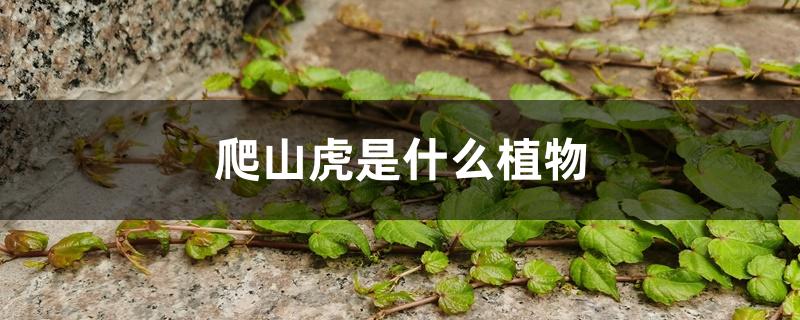爬山虎是什么植物 爬山虎是什么植物