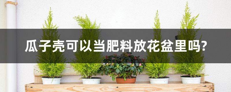 瓜子壳可以当肥料放花盆里吗? 瓜子壳可以当肥料放花盆里吗?