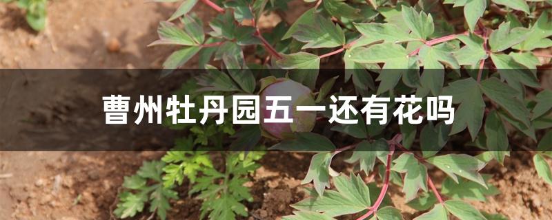 曹州牡丹园五一还有花吗 曹州牡丹园五一还有花吗
