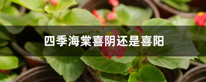 四季海棠喜阴还是喜阳 四季海棠喜阴还是喜阳