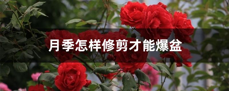 月季怎样修剪才能爆盆 月季怎样修剪才能爆盆