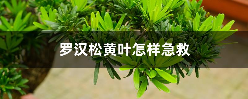 罗汉松黄叶怎样急救 罗汉松黄叶怎样急救