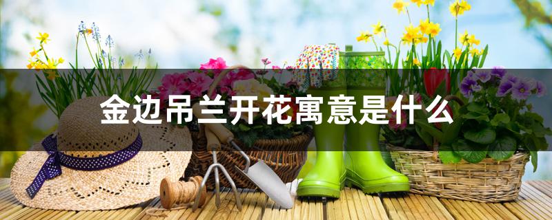 金边吊兰开花寓意是什么 金边吊兰开花寓意是什么