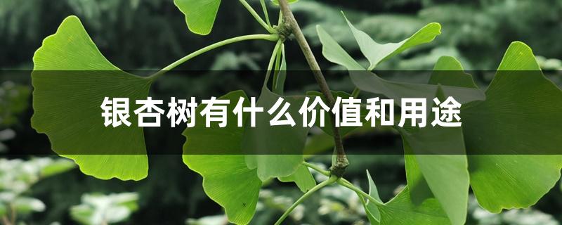 银杏树有什么价值和用途 银杏树有什么价值和用途