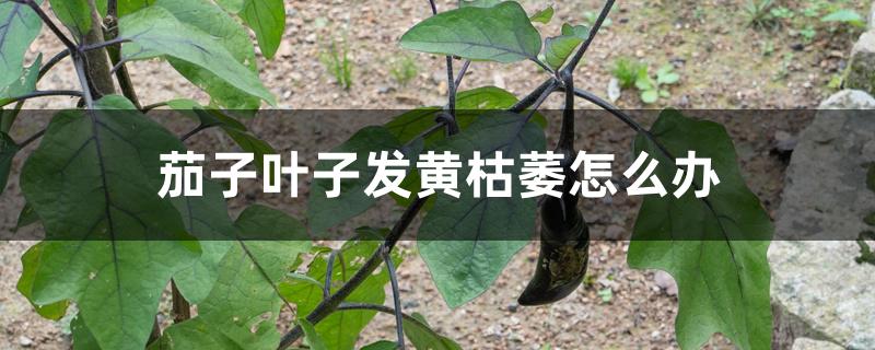 茄子叶子发黄枯萎怎么办,死棵是什么原因 茄子叶子发黄枯萎怎么办,死棵是什么原因