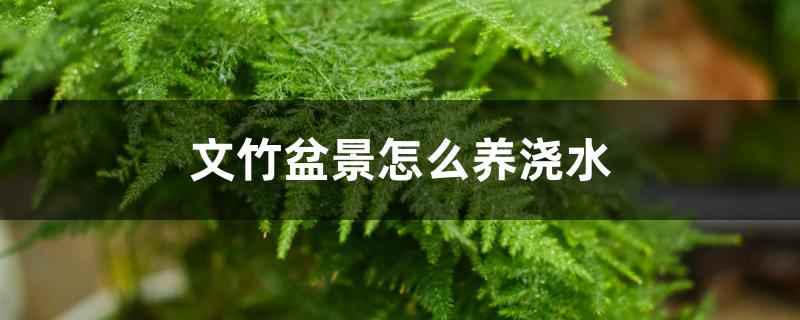 文竹盆景怎么养浇水 文竹盆景怎么养浇水