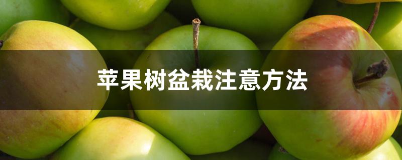 苹果树盆栽注意方法 苹果树盆栽注意方法