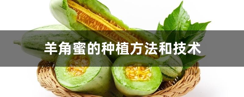羊角蜜的种植方法和技术 羊角蜜的种植方法和技术