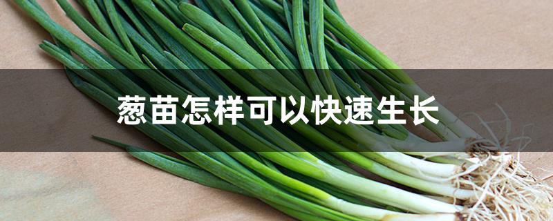 葱苗怎样可以快速生长 葱苗怎样可以快速生长