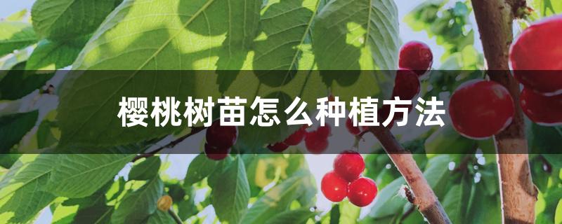 樱桃树苗怎么种植方法 樱桃树苗怎么种植方法