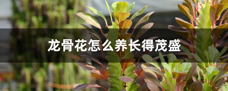 龙骨花怎么养长得茂盛 龙骨花怎么养长得茂盛