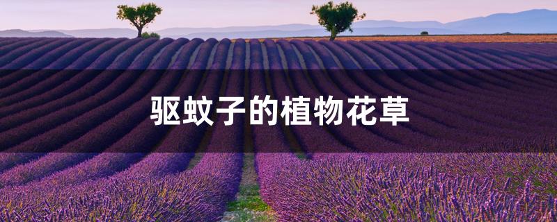 驱蚊子的植物花草 驱蚊子的植物花草
