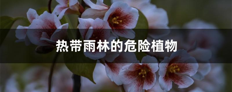 热带雨林的危险植物 热带雨林的危险植物