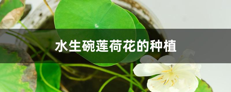 水生碗莲荷花的种植 水生碗莲荷花的种植