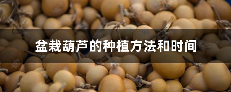 盆栽葫芦的种植方法和时间 盆栽葫芦的种植方法和时间