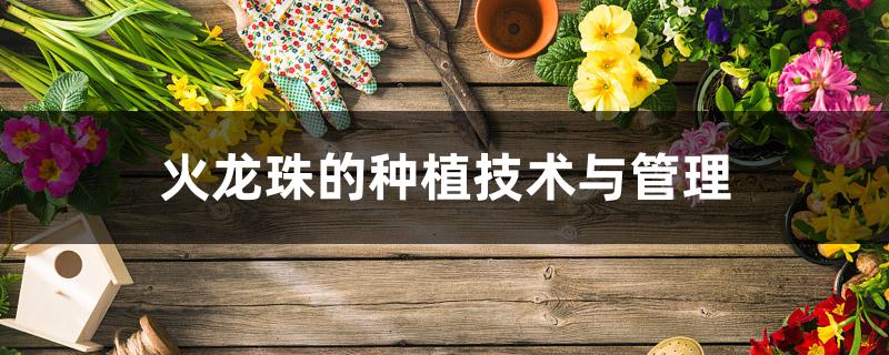 火龙珠的种植技术与管理 火龙珠的种植技术与管理