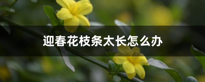迎春花枝条太长怎么办 迎春花枝条太长怎么办