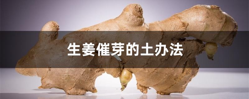 生姜催芽的土办法