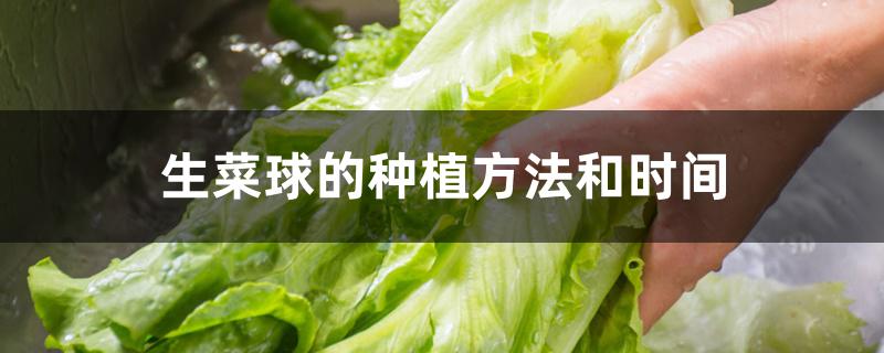 生菜球的种植方法和时间 生菜球的种植方法和时间