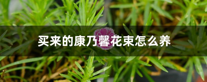 买来的康乃馨花束怎么养 买来的康乃馨花束怎么养