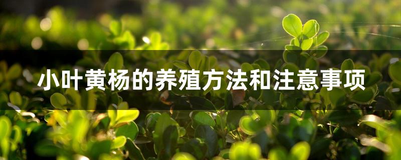 小叶黄杨的养殖方法和注意事项 小叶黄杨的养殖方法和注意事项