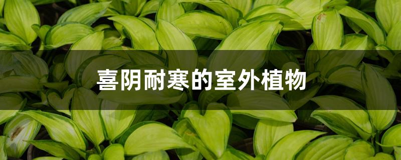 喜阴耐寒的室外植物 喜阴耐寒的室外植物