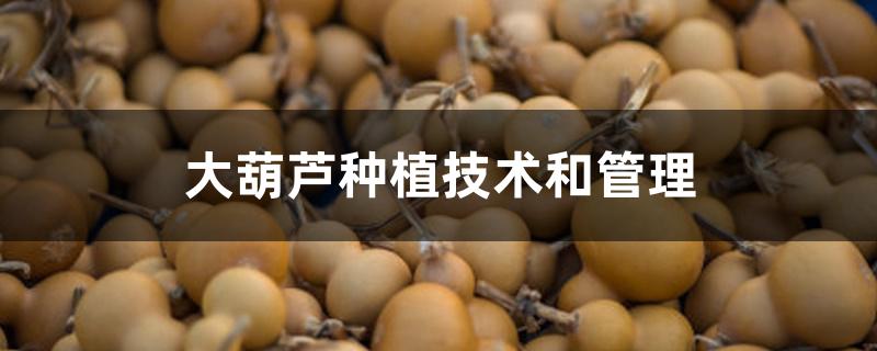 大葫芦种植技术和管理 大葫芦种植技术和管理