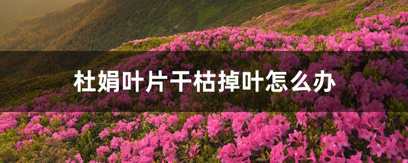 杜鹃叶片干枯掉叶怎么办 杜鹃叶片干枯掉叶怎么办