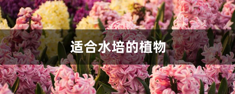 适合水培的植物 适合水培的植物