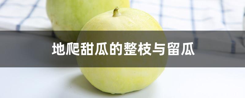 地爬甜瓜的整枝与留瓜 地爬甜瓜的整枝与留瓜