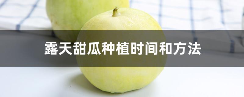 露天甜瓜种植时间和方法 露天甜瓜种植时间和方法