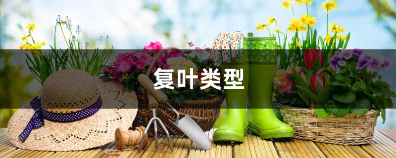 复叶类型 复叶类型