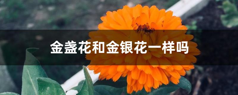 金盏花和金银花一样吗 金盏花和金银花一样吗