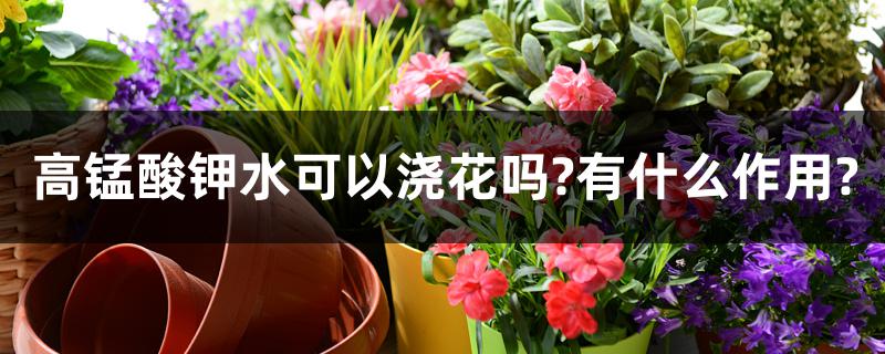 高锰酸钾水可以浇花吗?有什么作用? 高锰酸钾水可以浇花吗?有什么作用?