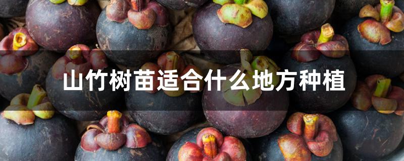 山竹树苗适合什么地方种植 山竹树苗适合什么地方种植