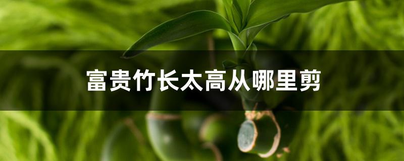 富贵竹长太高从哪里剪 富贵竹长太高从哪里剪