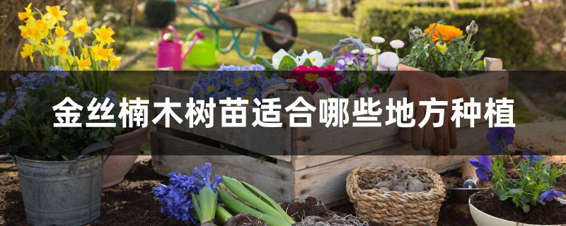 金丝楠木树苗适合哪些地方种植 金丝楠木树苗适合哪些地方种植