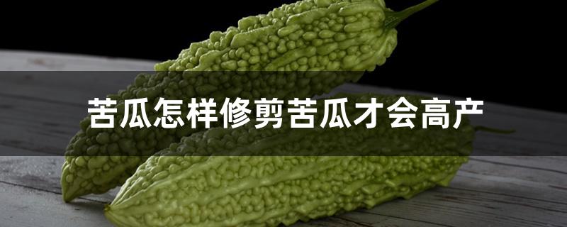 苦瓜怎样修剪苦瓜才会高产