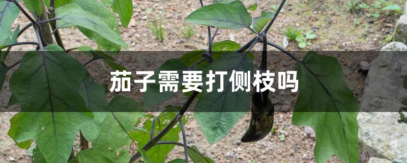 茄子需要打侧枝吗 茄子需要打侧枝吗