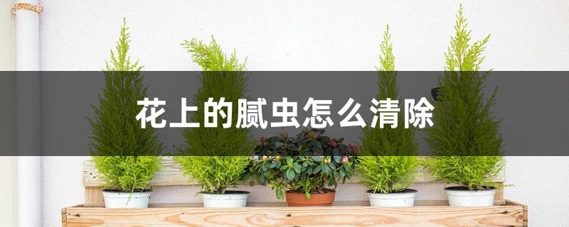 花上的腻虫怎么清除 花上的腻虫怎么清除