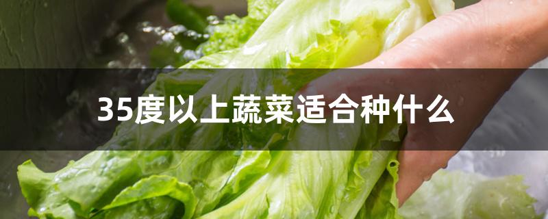 35度以上蔬菜适合种什么 35度以上蔬菜适合种什么