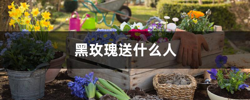 黑玫瑰送什么人 黑玫瑰送什么人