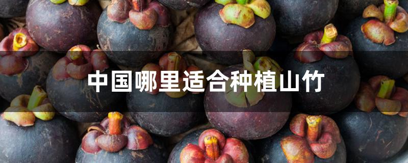 中国哪里适合种植山竹 中国哪里适合种植山竹