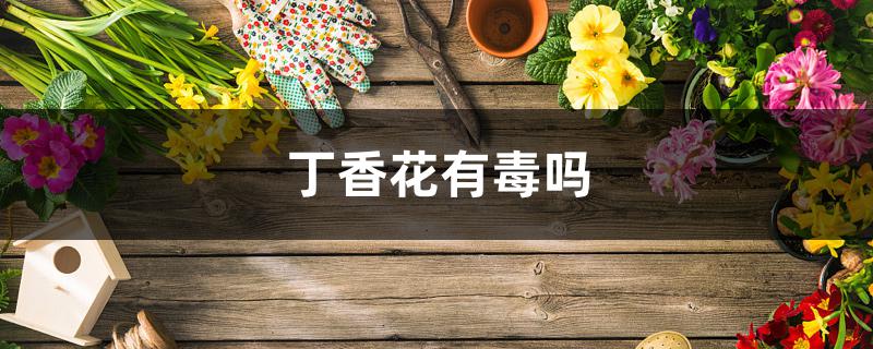 丁香花有毒吗 丁香花有毒吗