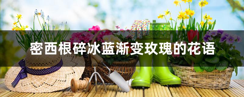密西根碎冰蓝渐变玫瑰的花语 密西根碎冰蓝渐变玫瑰的花语