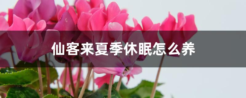 仙客来夏季休眠怎么养 仙客来夏季休眠怎么养
