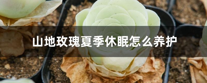 山地玫瑰夏季休眠怎么养护